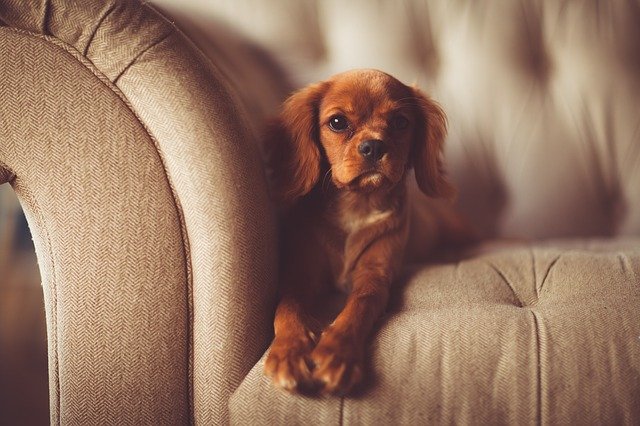 perdite-pelo-cane-cocker