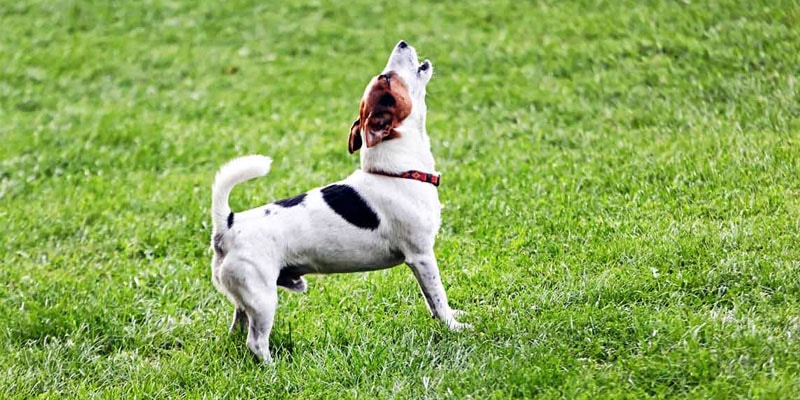 IL CANE DEL VICINO ABBAIA E NON TI LASCIA DORMIRE?