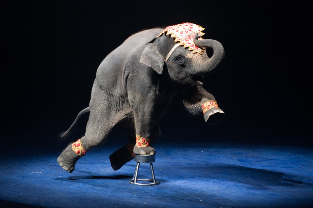 Parigi vieta il circo con animali