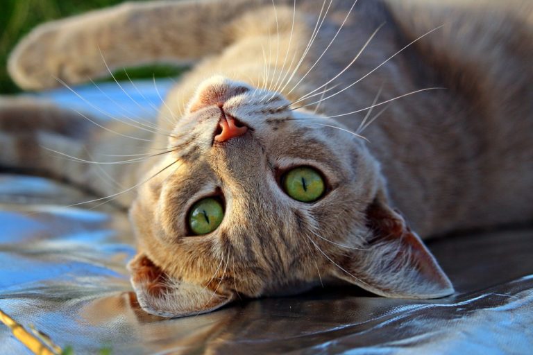 Perchè i gatti fanno le fusa? atuttonotizie