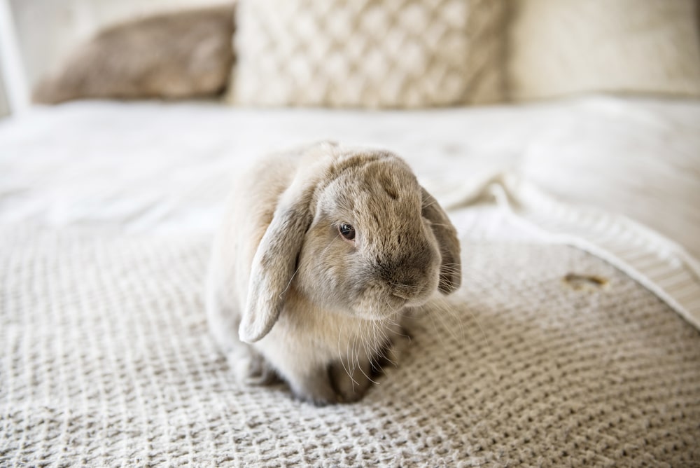 UN CONIGLIO COME ANIMALE DOMESTICO, GUIDA RAPIDA