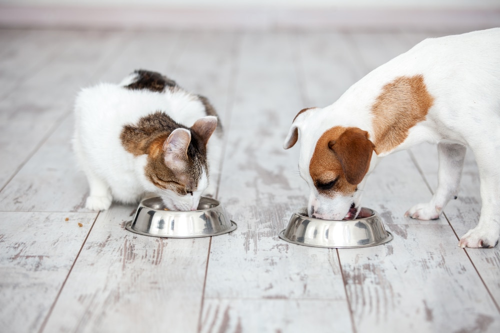 Cani e gatti ecco come scegliere il cibo adatto