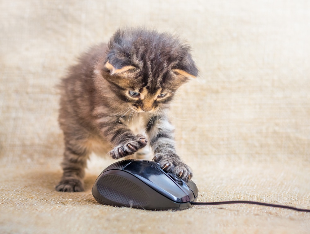 Cani e gatti in ufficio, è una buona idea?