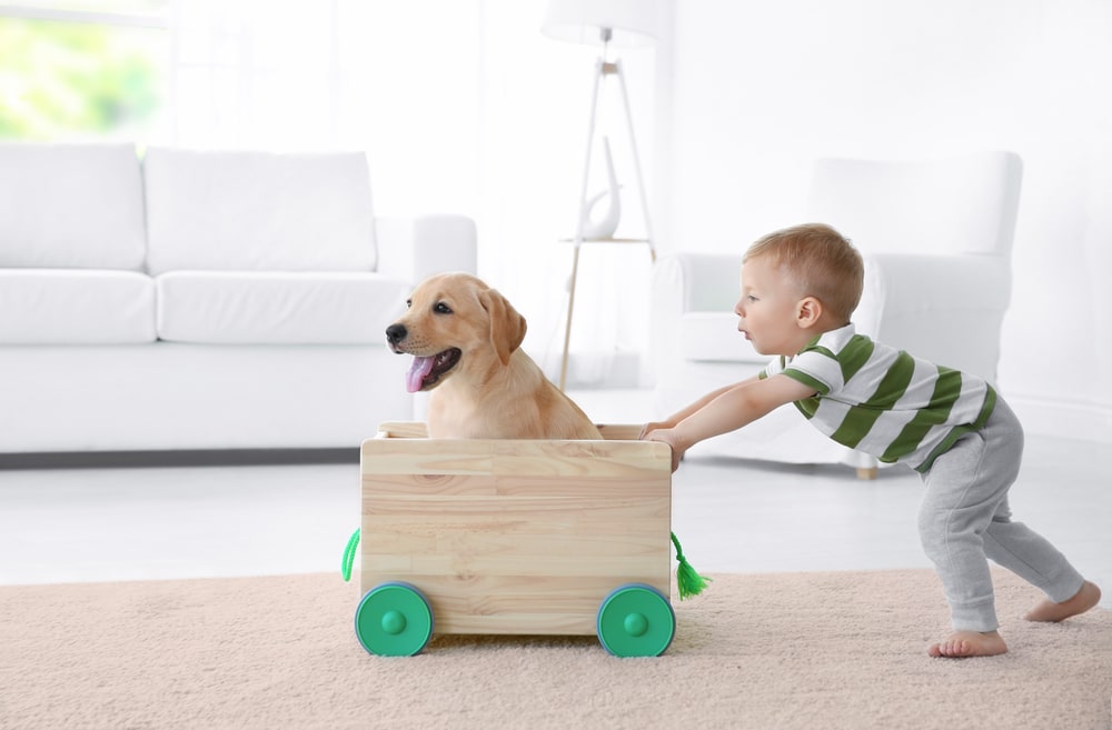 Cani: ecco le razze più adatte ai bambini