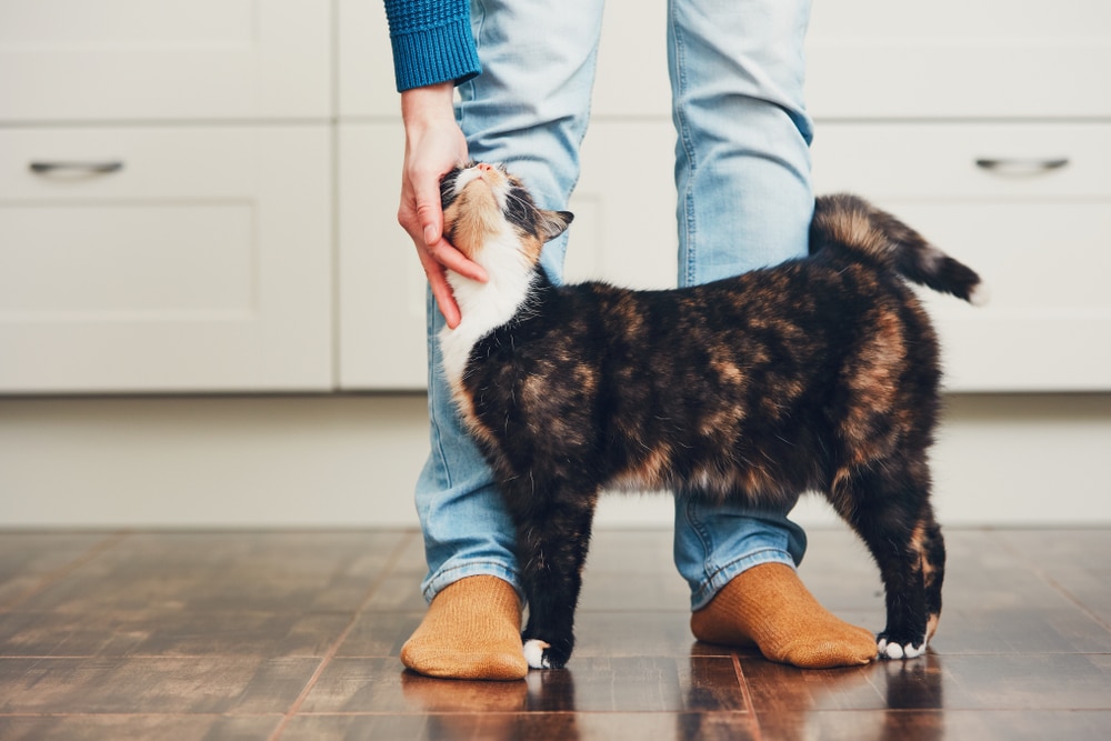 Come accarezzare un gatto ecco tutti i consigli