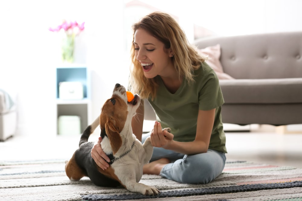 Ecco diversi modi per giocare con il tuo cane in casa