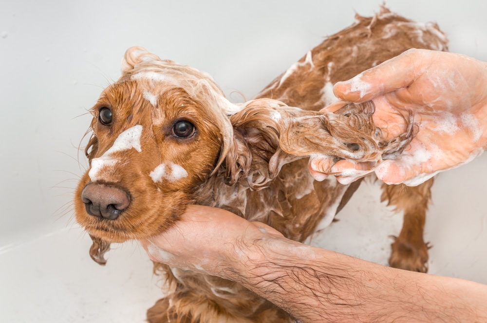 Gli animali domestici possono contagiare l'uomo?