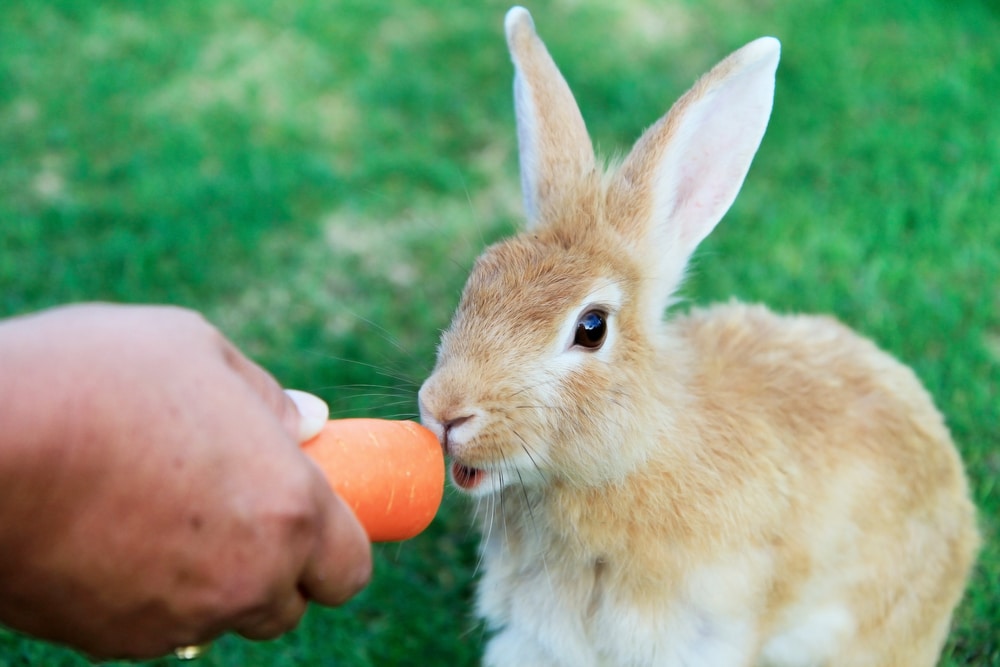 Alimentazione coniglio: cosa mangia e tanti consigli utili