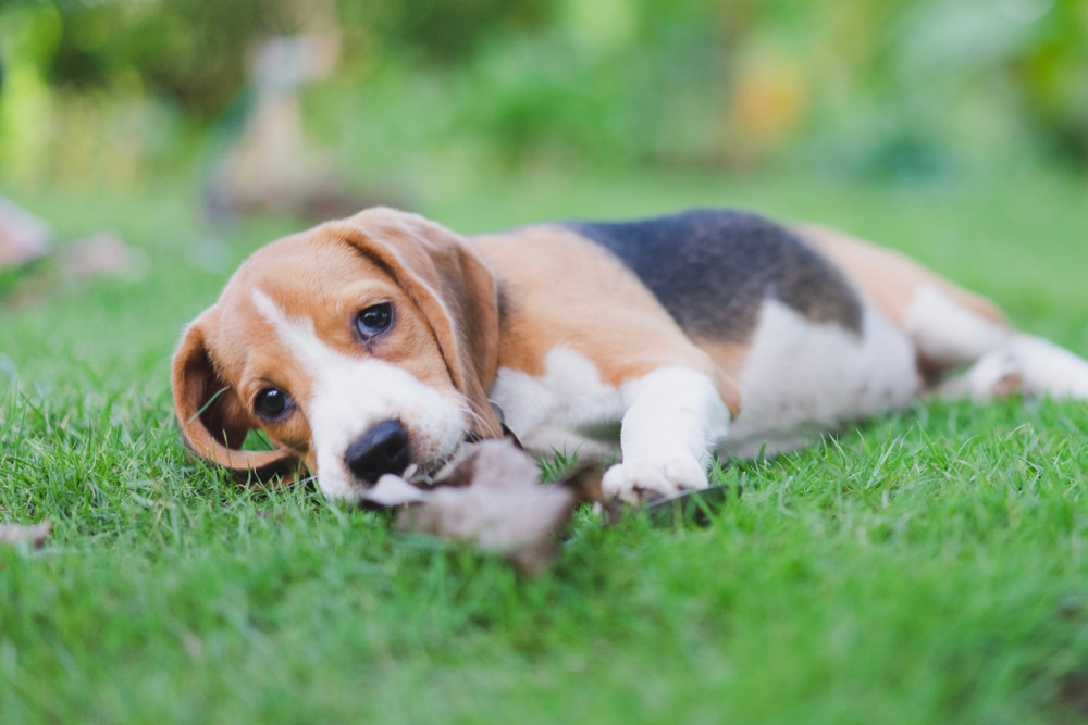 Cane avvelenato: cosa fare e quali sono i sintomi