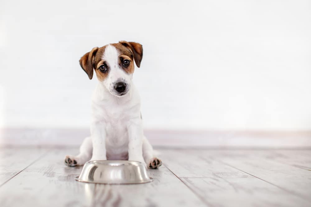 Cibi pericolosi per i cani ecco quali non possono ingerire