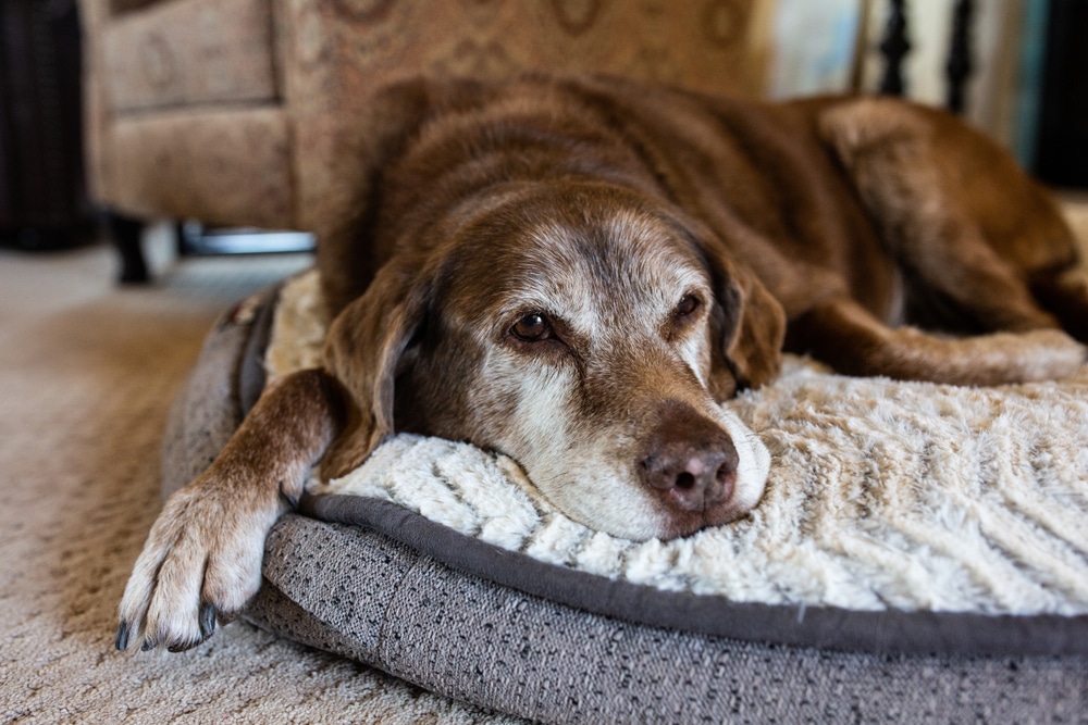 Come cambiano i comportamenti del cane con gli anni