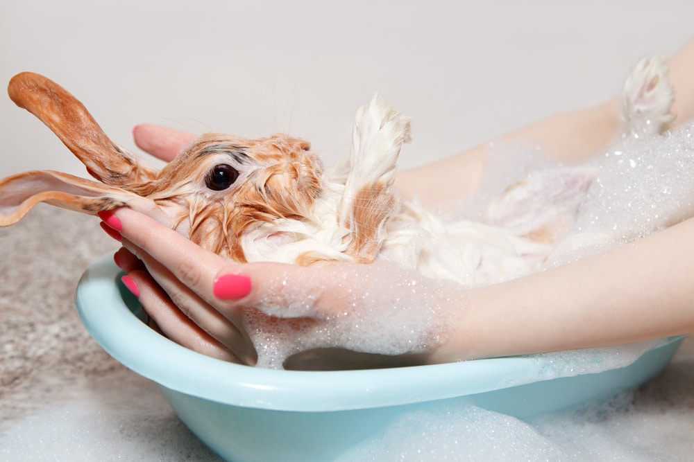 Come e quando lavare un coniglio nano consigli utili