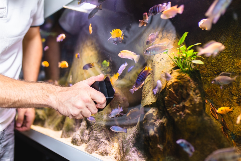 Come e quando pulire l'acquario in modo corretto e semplice