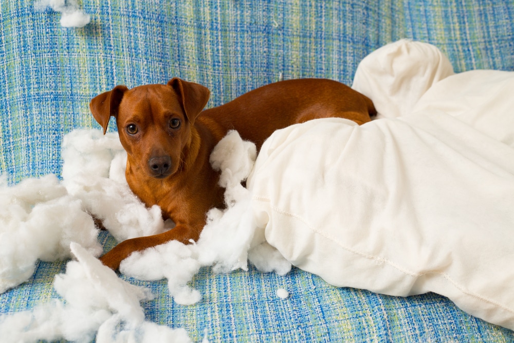 Come insegnare al cane a non mordere tutto