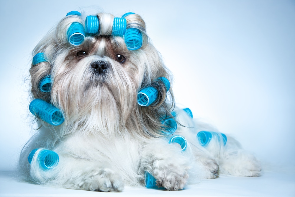 Come prendersi cura della cute e del pelo del cane