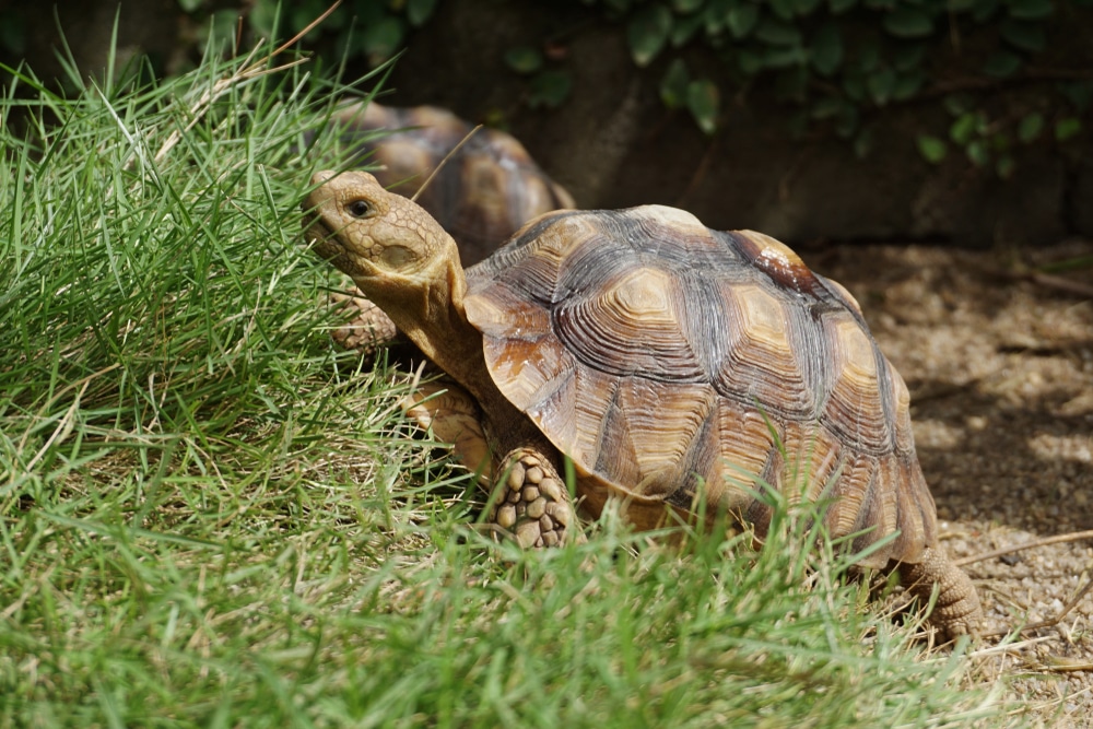 Consigli su come prendersi cura delle tartarughe di terra