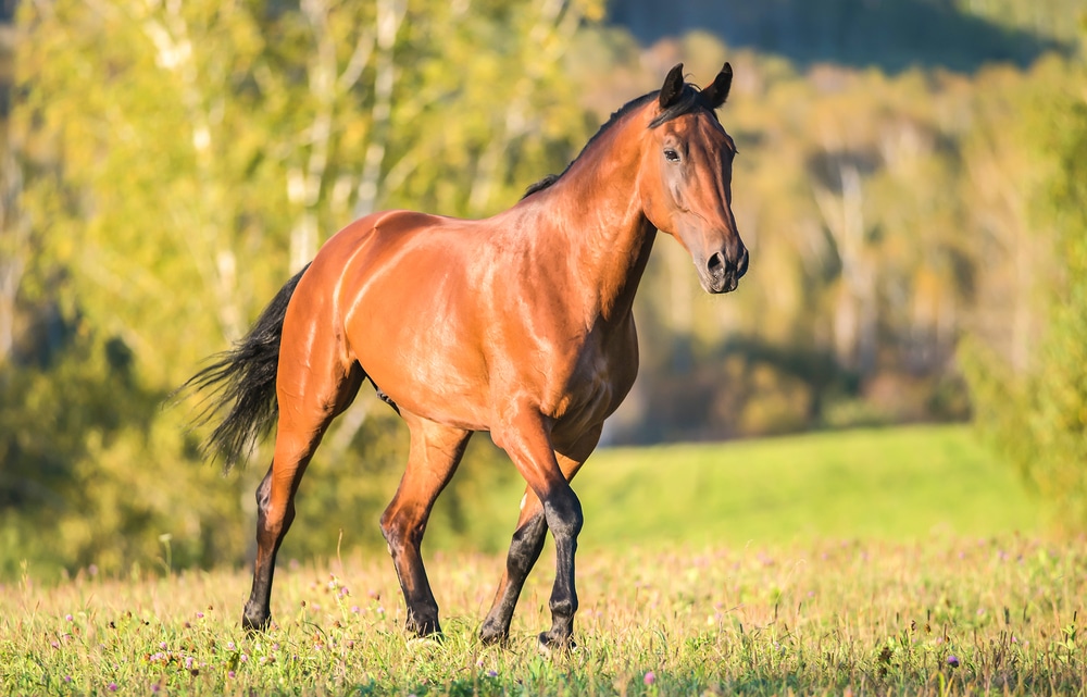 Curiosità sul cavallo, un animale dallo spirito selvaggio