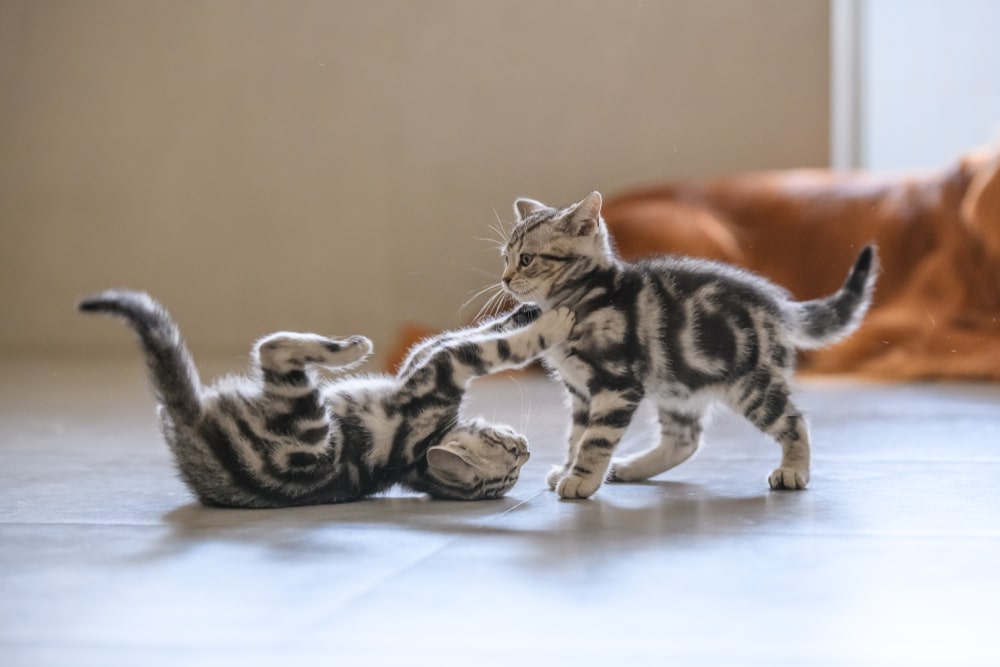 Gatti che giocano le differenze rispetto ad un litigio