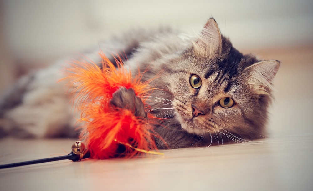 Giocare con il gatto: scopri perché è importante
