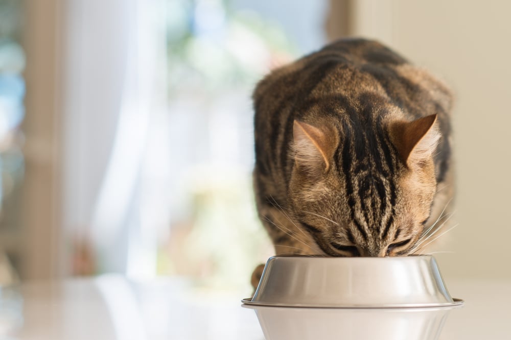 Gli 8 alimenti tossici per i gatti ecco quali sono