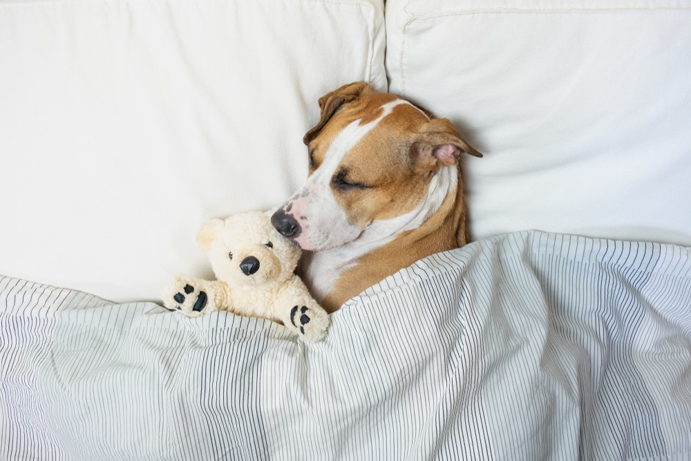 I cani sognano Tutte le curiosità sul loro sonno