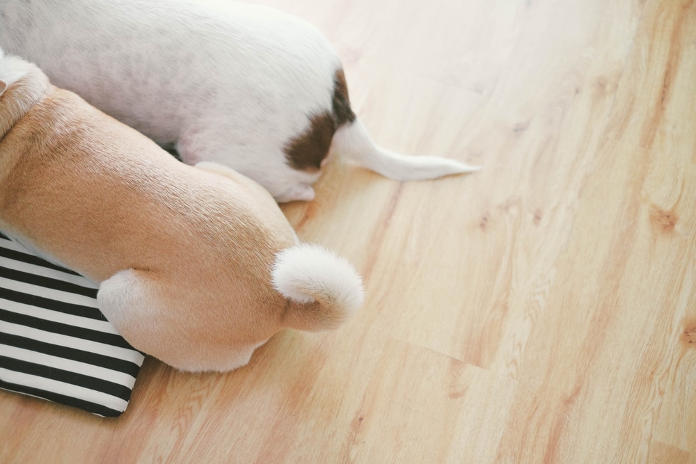 Perchè i cani muovono la coda Cosa vogliono comunicare