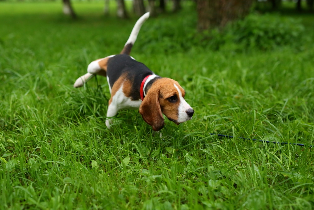 Perchè il cane scalcia la terra dopo aver fatto i bisogni