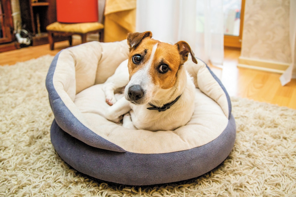 Perchè il cane trema Quali possono essere le cause