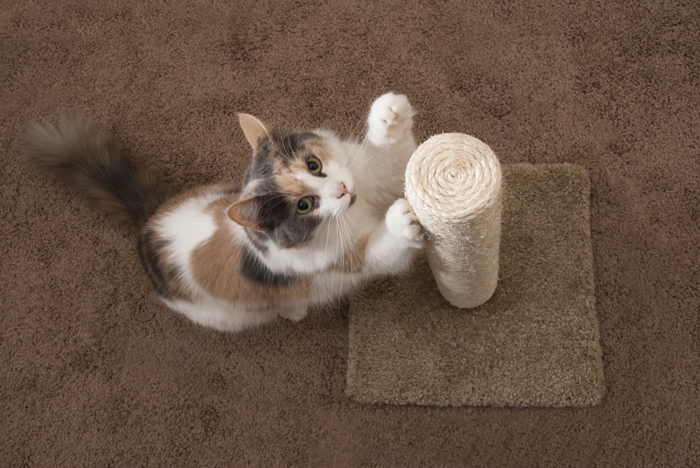 Perchè il gatto graffia Cosa possiamo fare per evitarlo