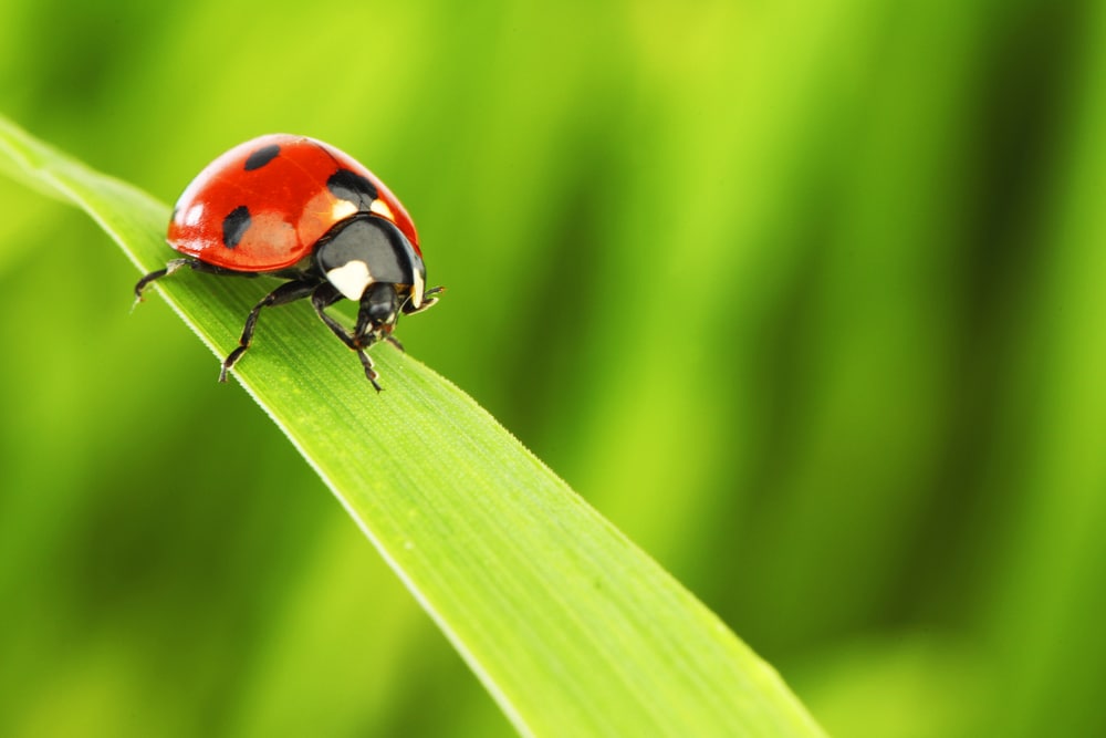 Perchè le coccinelle portano fortuna Ecco da cosa deriva