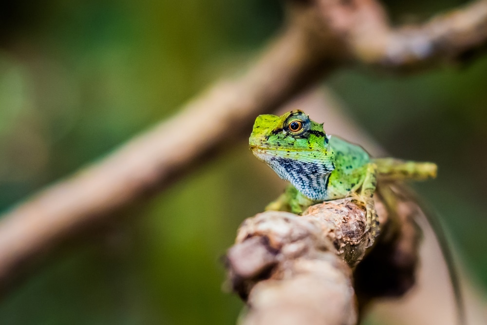 Perchè i camaleonti cambiano colore Come si mimetizzano