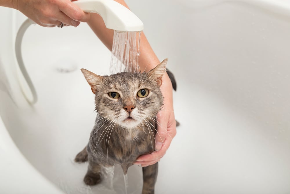 Perchè i gatti hanno paura dell'acqua Quali sono i motivi