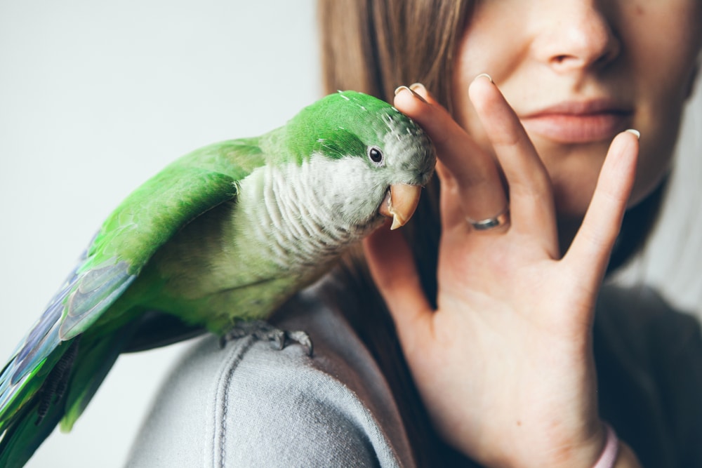 Perchè i pappagalli parlano Come fanno