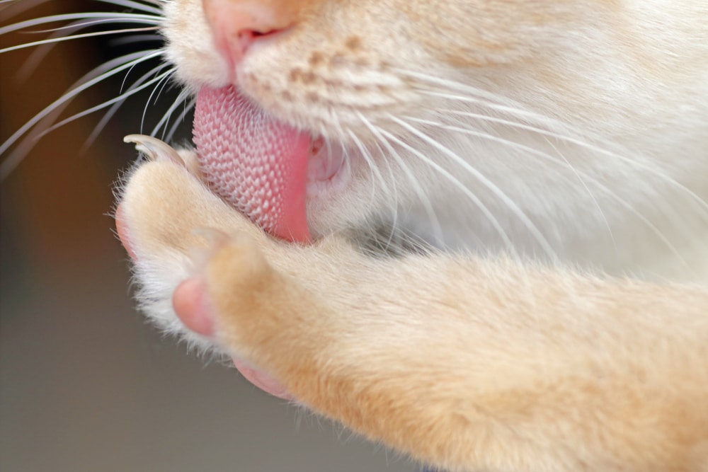 Perchè la lingua del gatto è ruvida A cosa serve