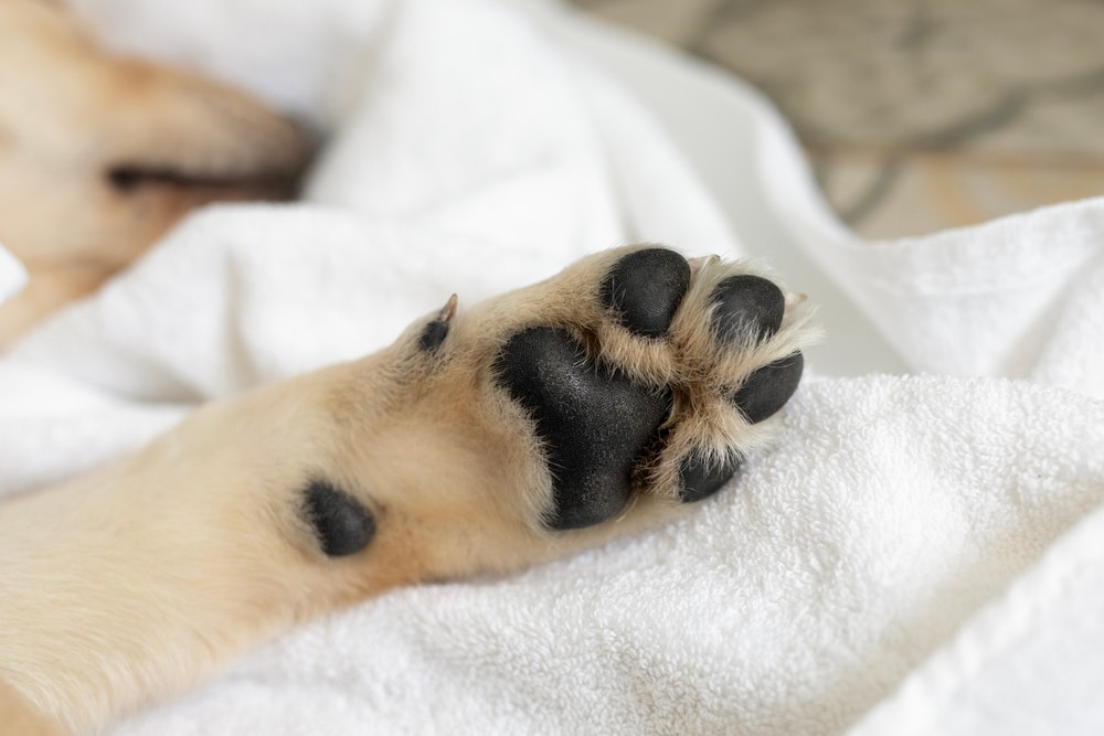 Polpastrelli del cane come prendersene cura e come lavarli