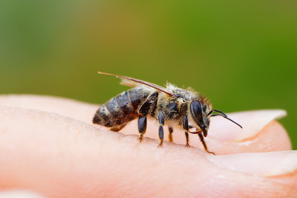 Puntura di ape ecco come curarla con rimedi naturali