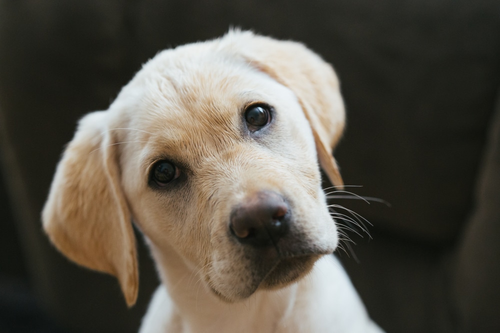 Qual'è la funzione dei baffi del cane Di cosa sono fatti