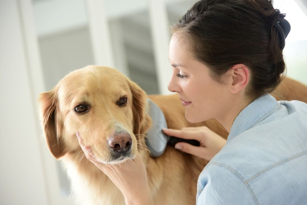 Spazzole per cani ecco quali scegliere in base al pelo