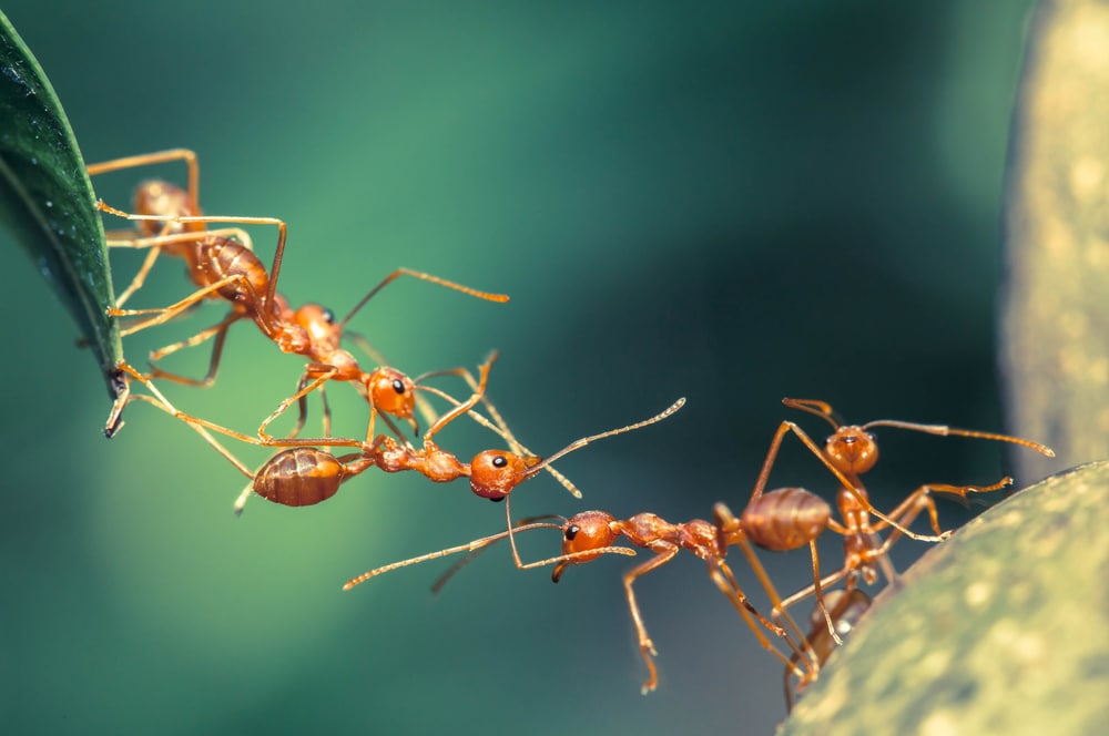 8 curiosità sulle formiche, gli insetti tutti da scoprire