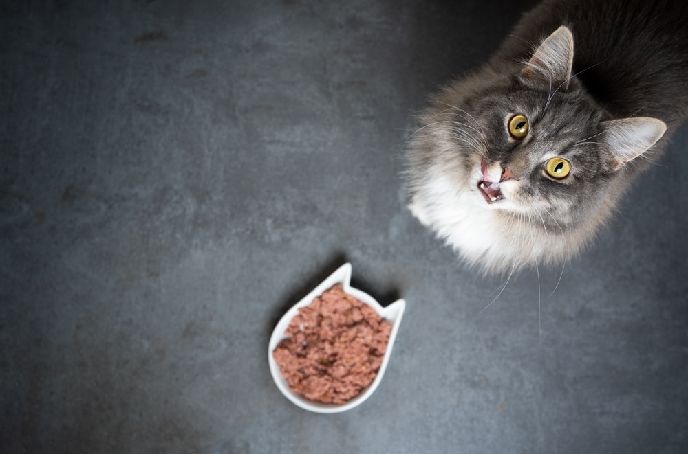 Alimentazione del gatto ecco quali errori evitare
