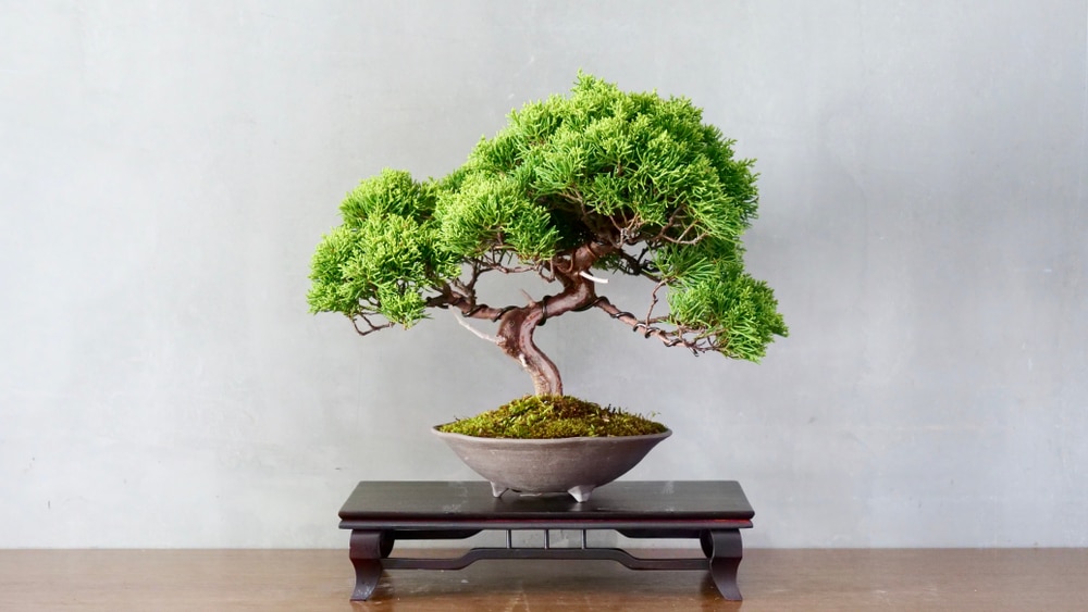 Bonsai cosa fare per curarlo nel modo corretto