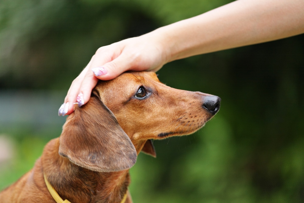 Come educare il cane regole e consigli utili