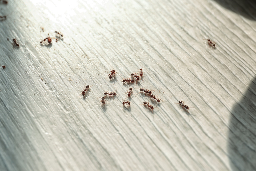Come eliminare le formiche in casa con metodi naturali
