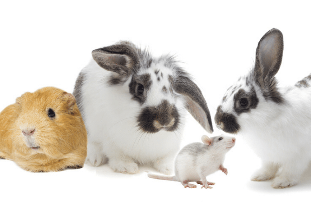 Convivenza tra topi e conigli le precauzioni da adottare