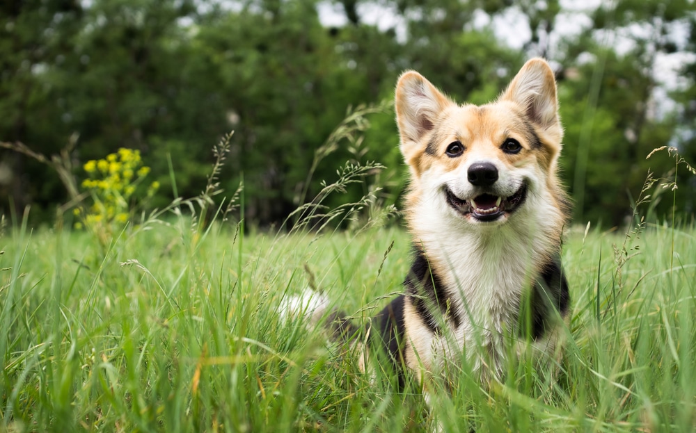 Forasacchi ecco perchè sono pericolosi per i cani