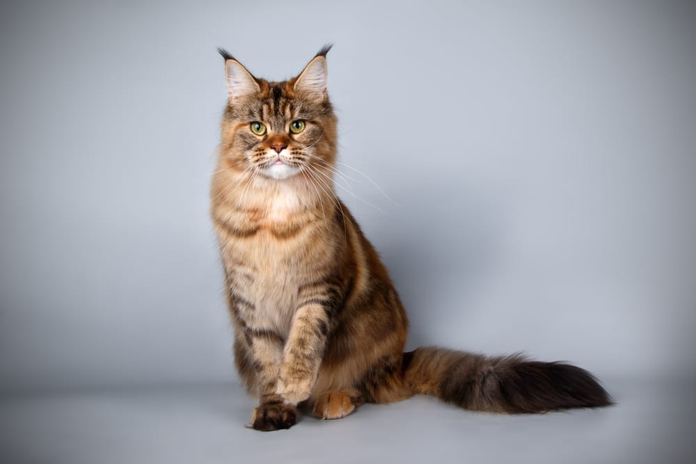 Gatto Maine Coon tutte le caratteristiche di questa razza