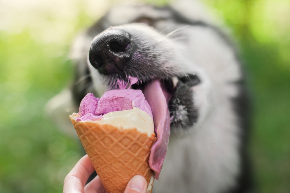 Gelato per cani fatto in casa: ecco come prepararlo