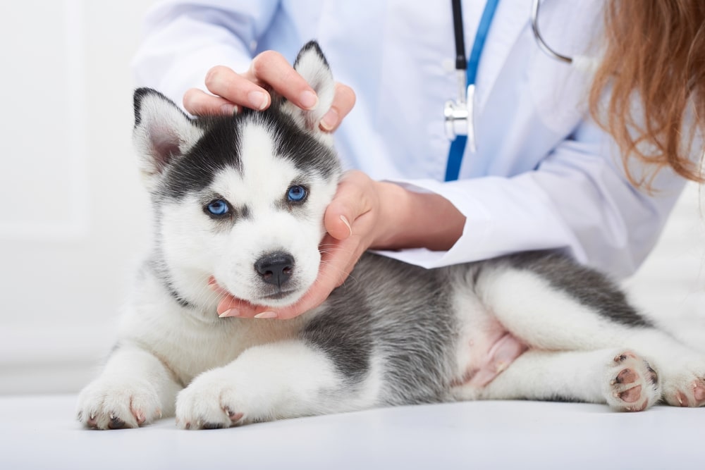 Malattie dei cani quali sono le più contagiose