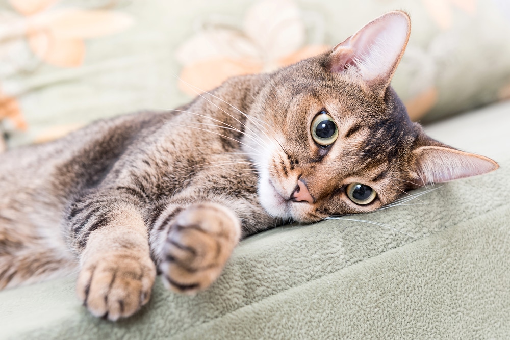 Malattie del gatto quali sono e come riconoscerle