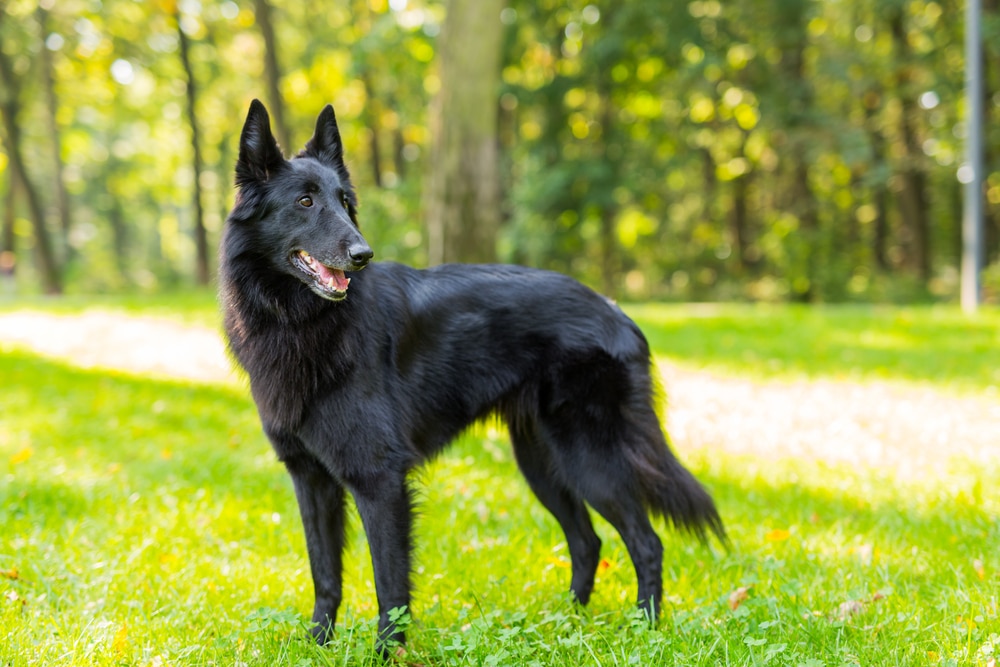 Pastore belga caratteristiche e storia di questa razza di cane